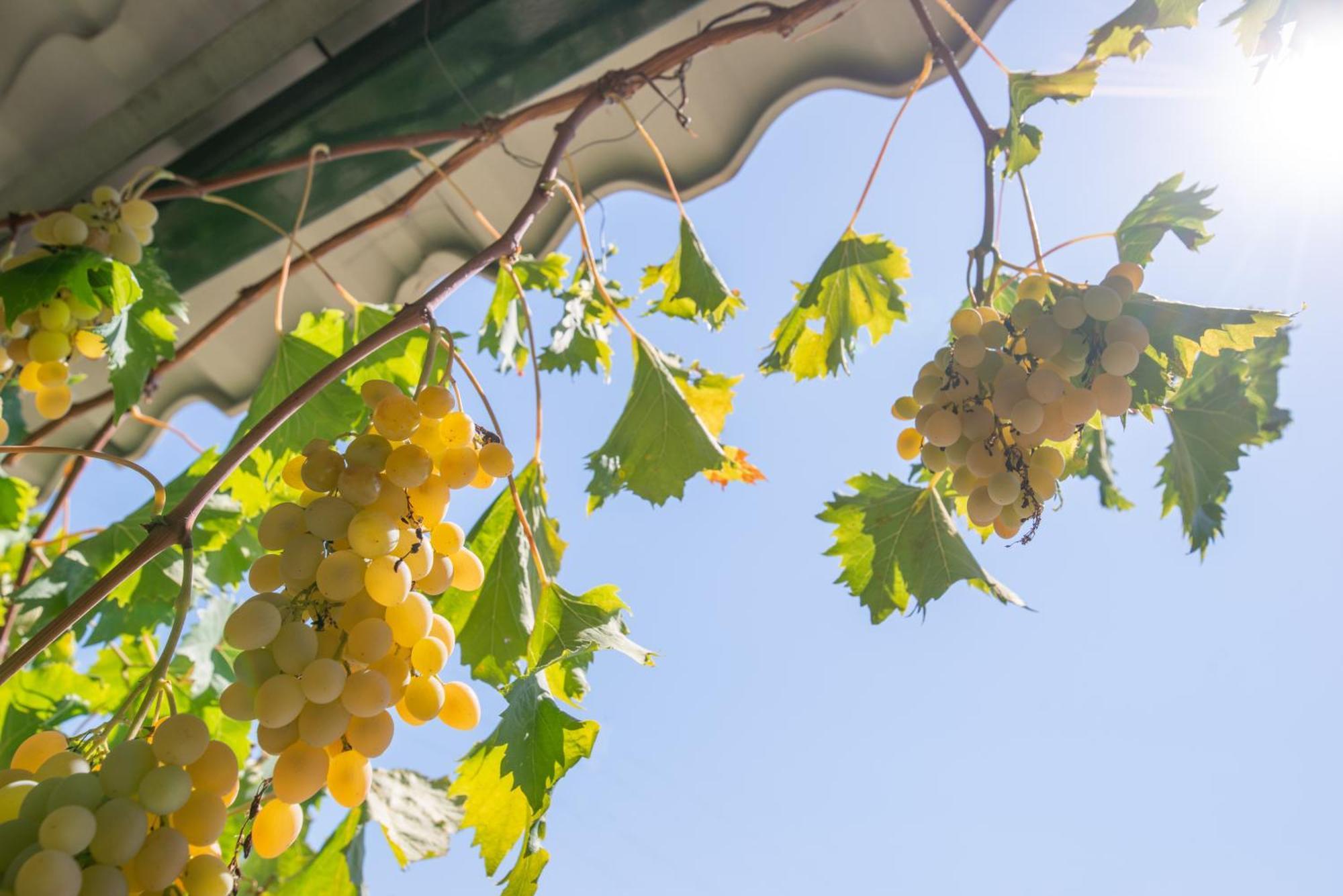 Liodentro - Olea Villa Plataria Ngoại thất bức ảnh